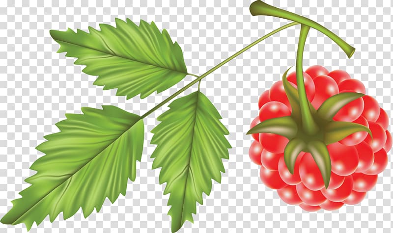 Raspberry transparent background PNG clipart