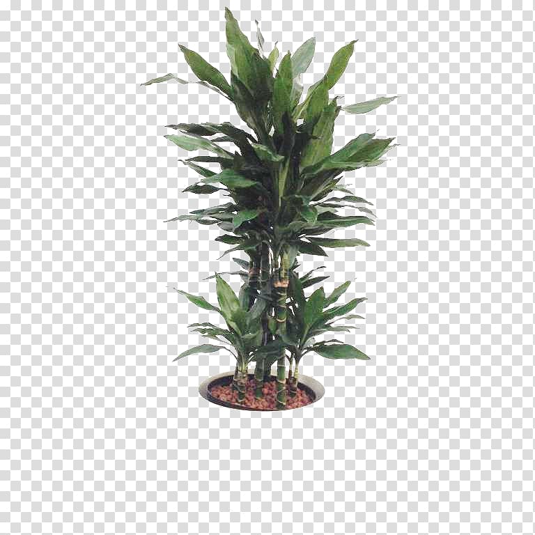 Tree Flowerpot Houseplant Yucca, tree transparent background PNG clipart