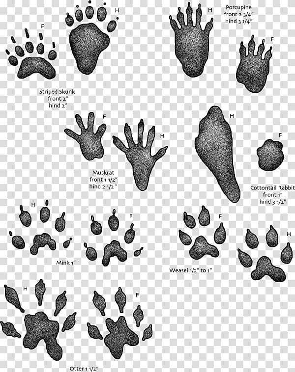 Animal track Footprint Tracking Muskrat, raccoon transparent background PNG clipart