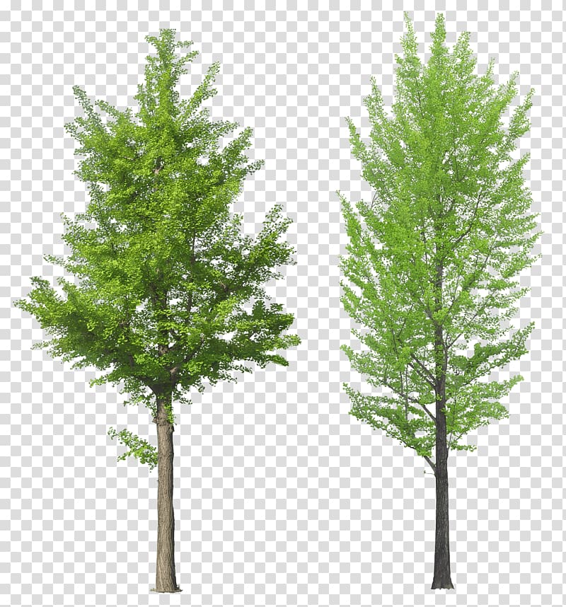 twqo green leafed trees, Tree, Tree transparent background PNG clipart