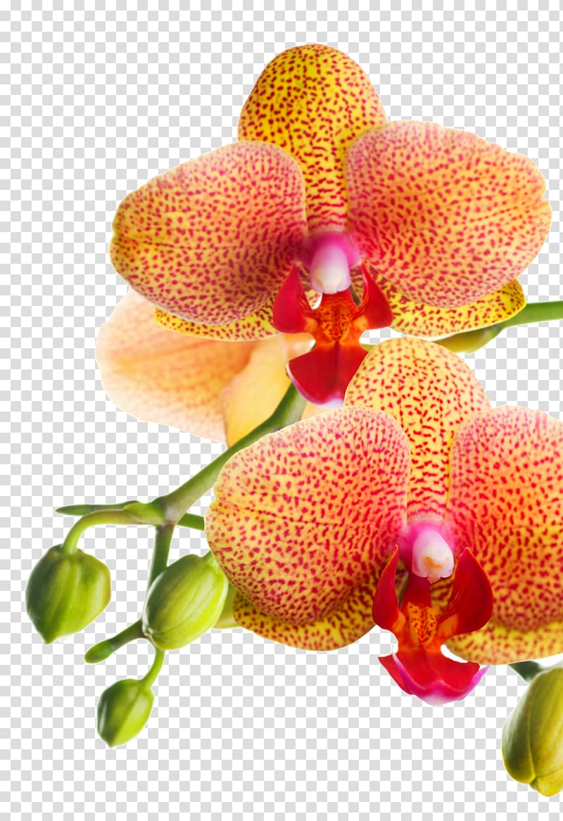 Orchids Artificial flower , vibrant transparent background PNG clipart