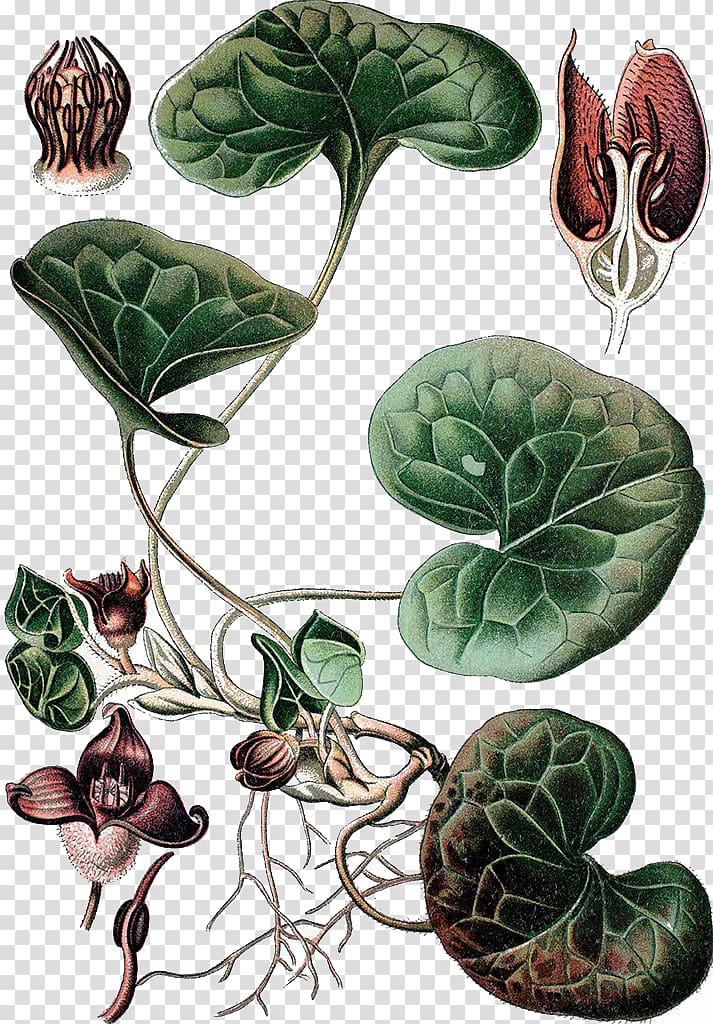 European Wild Ginger Icones plantarum medicinalium Illustration, European ginger illustrator transparent background PNG clipart