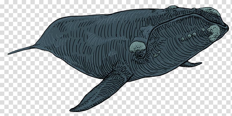 Marine mammal Sperm whale Cetacea Porpoise, whale transparent background PNG clipart