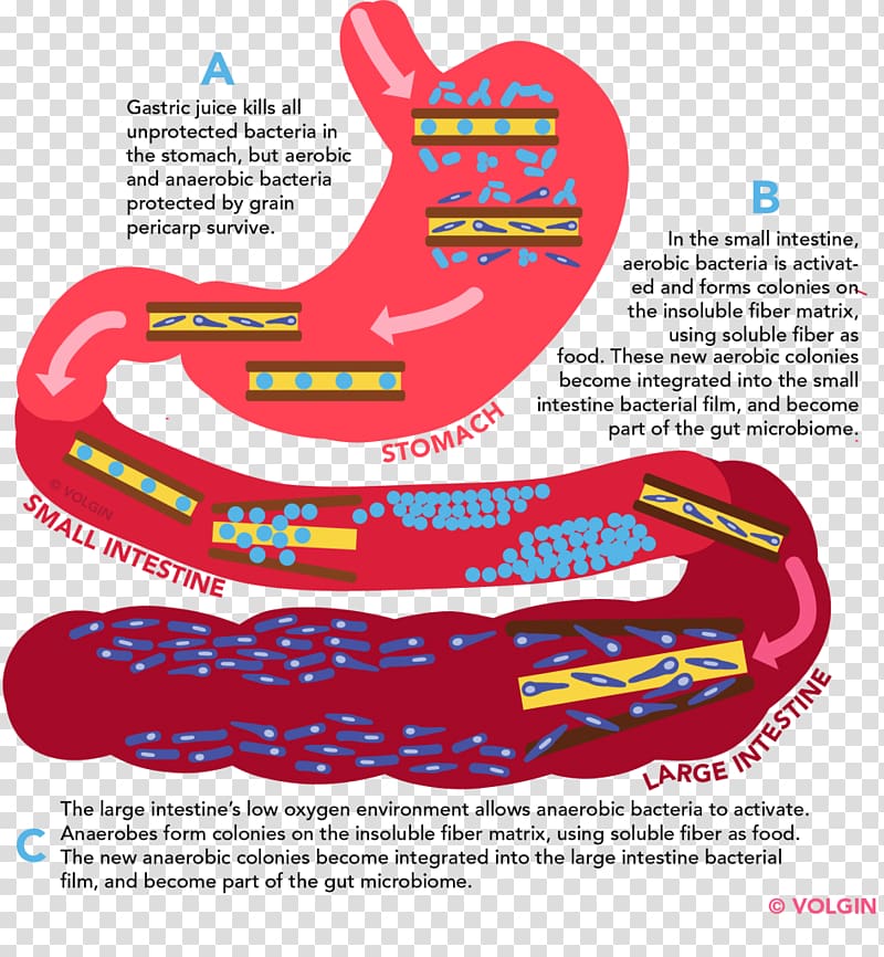 Gut flora Gastrointestinal tract Large intestine Dietary fiber, Soluble Fiber transparent background PNG clipart
