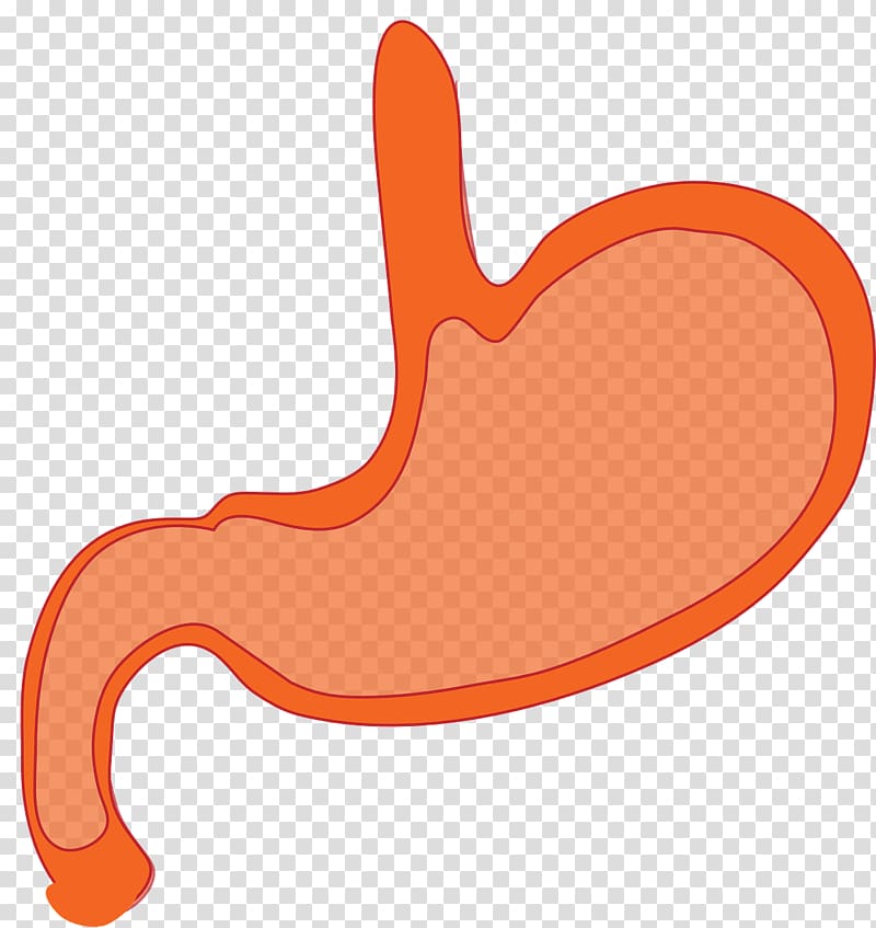 Stomach Abdomen Gastric acid , mini transparent background PNG clipart