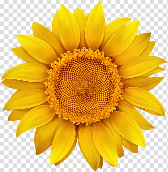 St. Petersburg Everglades Wonder Gardens Donation, sunflower transparent background PNG clipart