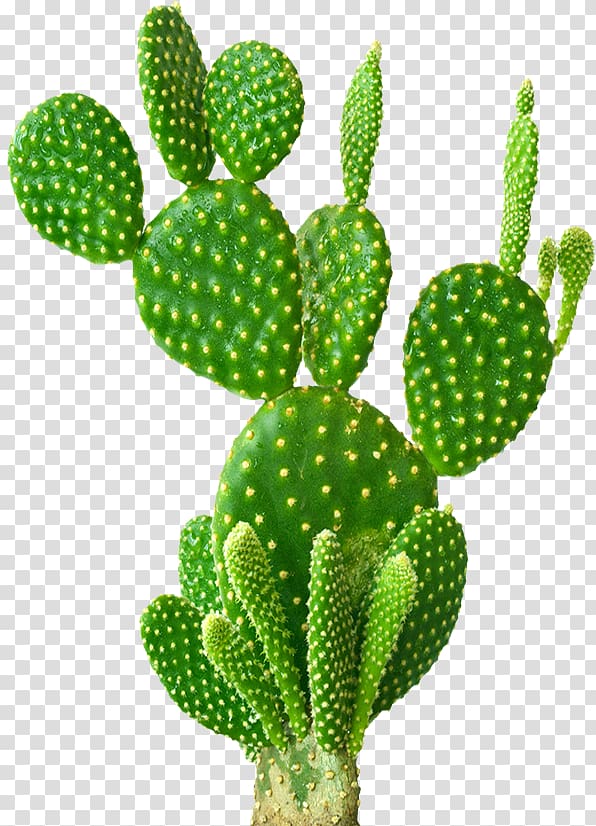 green cactus, Barbary fig Opuntia microdasys Opuntia robusta Cactaceae Succulent plant, cactus transparent background PNG clipart