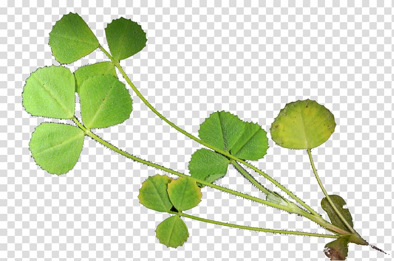 Leaf Herbalism Plant stem, medicago transparent background PNG clipart