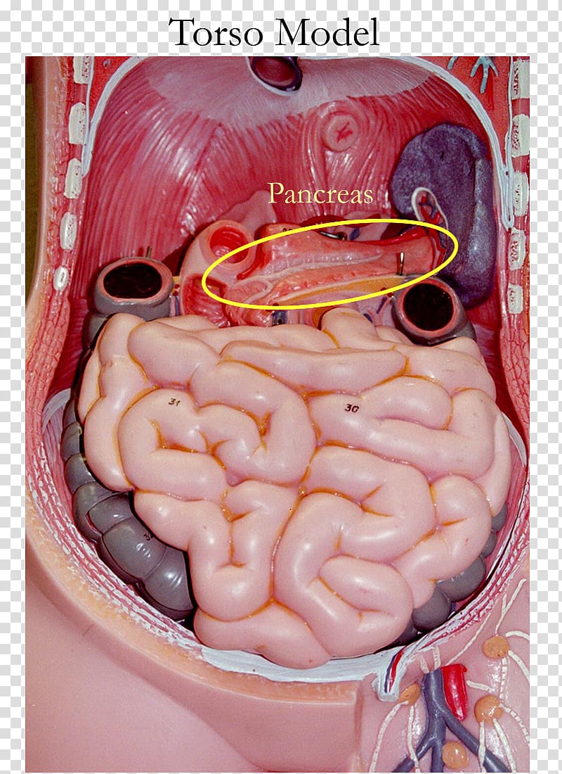 Small intestine Anatomy Gastrointestinal tract Human body Torso, spleen transparent background PNG clipart