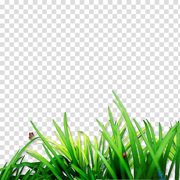 Lawn Computer file, Grass transparent background PNG clipart