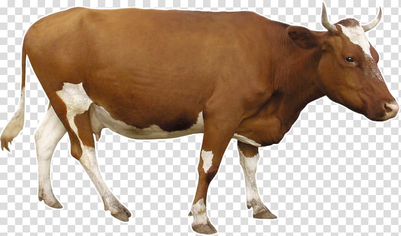 brown and white cow , Beef cattle Dairy cattle, Brown cow transparent background PNG clipart