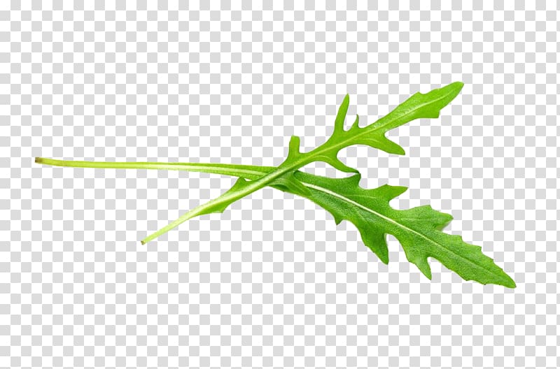 green leaf , Arugula Vegetable Salad Sesame Leaf, Sesame leaf closeup transparent background PNG clipart