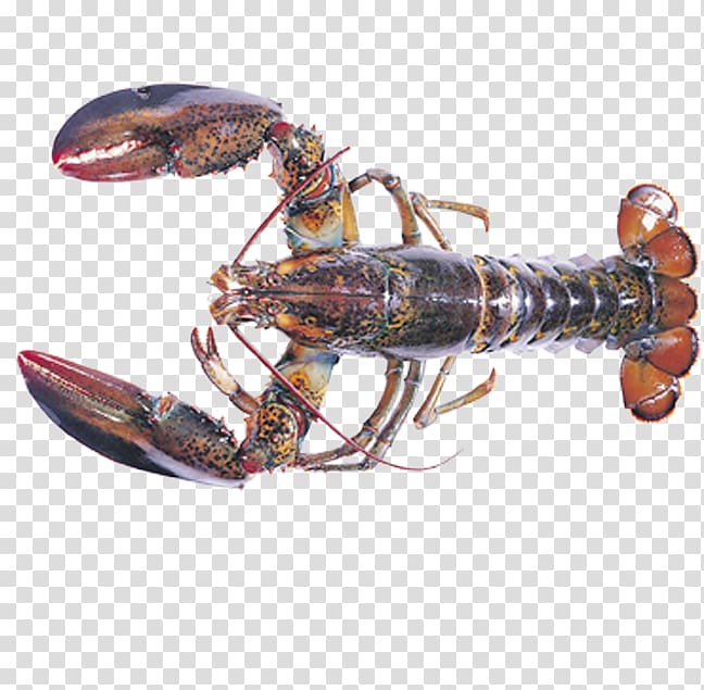 Seafood American lobster Shrimp Crab Hot pot, lobster transparent background PNG clipart