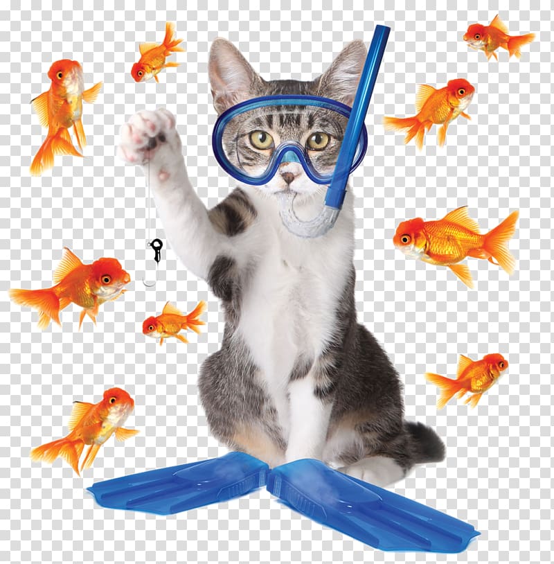 Tabby cat Kitten Phishing Fishing, Creative Cat Fishing transparent background PNG clipart