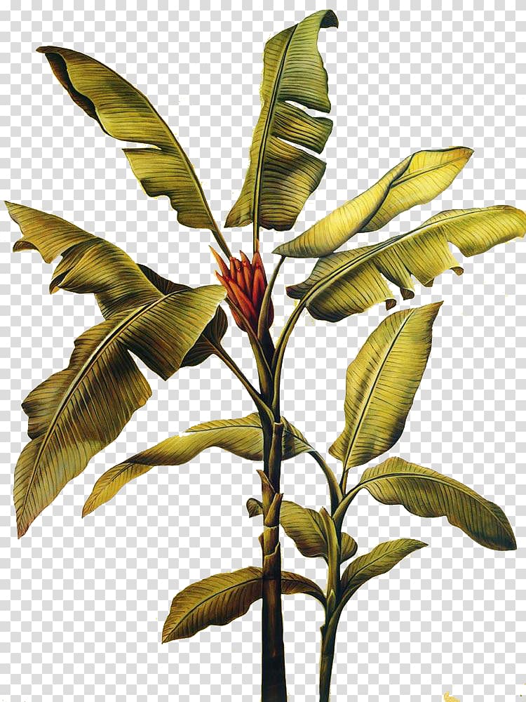 green leafed banana plant, Canvas print Painting Wall decal Mural, Banana leaves transparent background PNG clipart