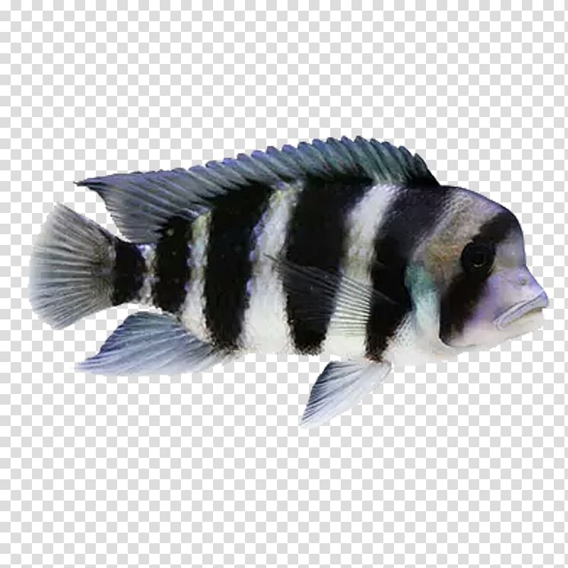 Goldfish Ornamental fish Cichlid, Ornamental fish transparent background PNG clipart