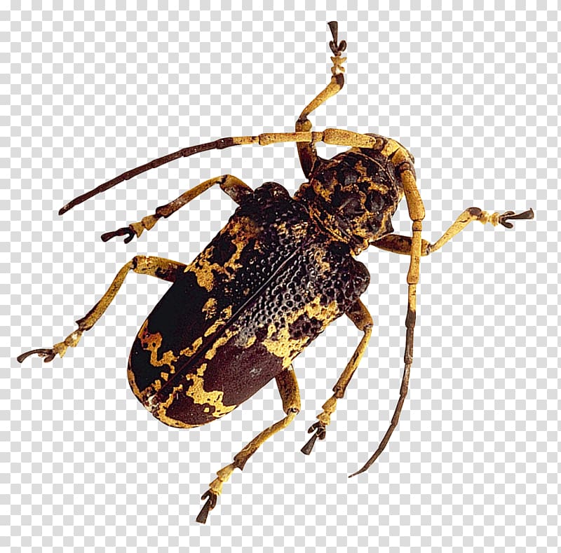 Insect Longhorn beetle, Insect transparent background PNG clipart