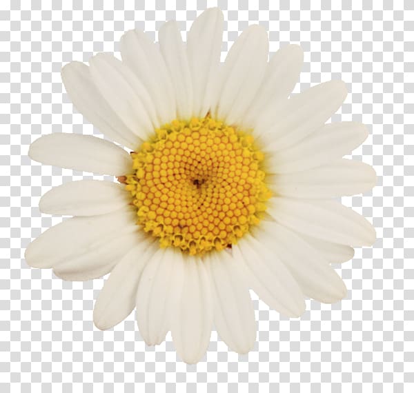 German chamomile Oxeye daisy Flower, camomile transparent background PNG clipart