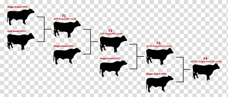 Angus cattle Brahman cattle Calf Hereford cattle Ox, meat transparent background PNG clipart