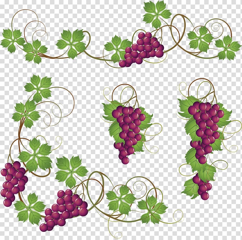 Common Grape Vine , Grapes transparent background PNG clipart