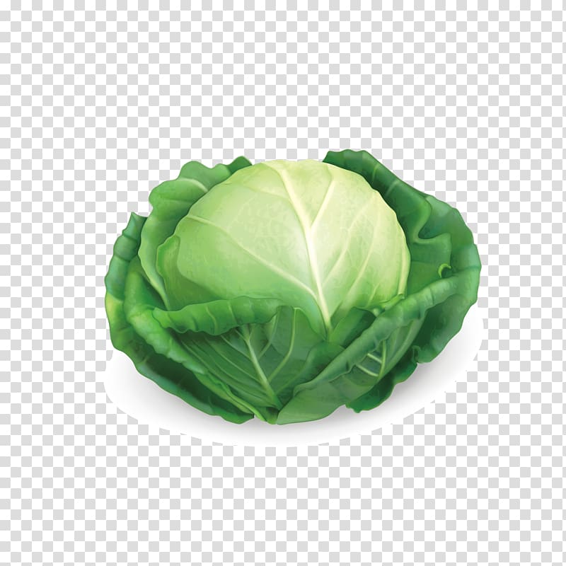 Red cabbage Savoy cabbage Chinese cabbage, cabbage transparent background PNG clipart