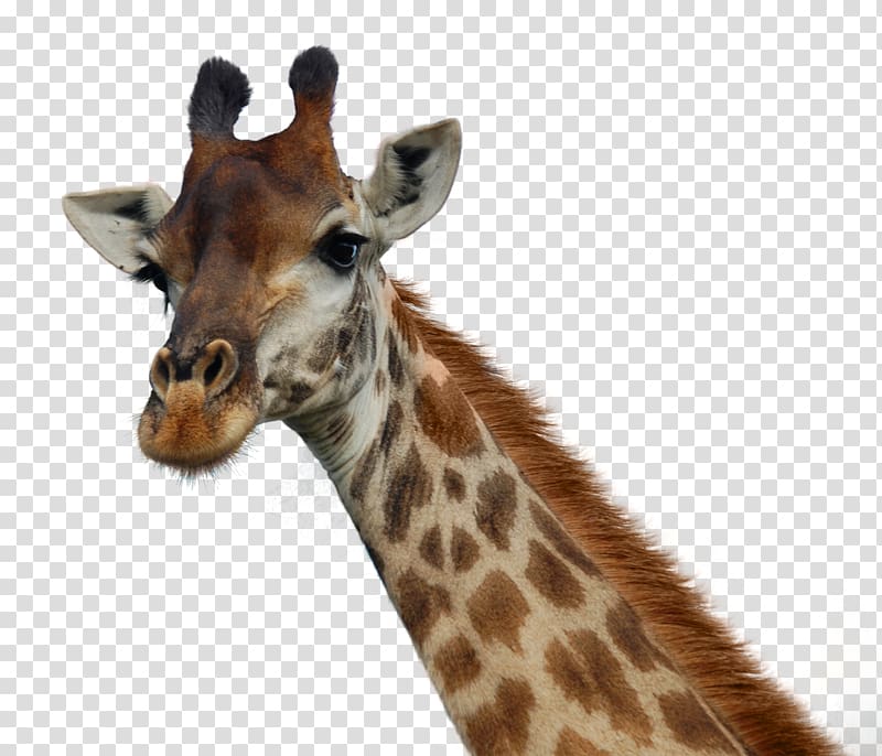 brown and white giraffe , Giraffe House Day Zoo Book, Giraffe transparent background PNG clipart
