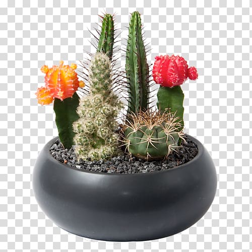 Flowerpot Houseplant Succulent plant Cactaceae, cactus transparent background PNG clipart