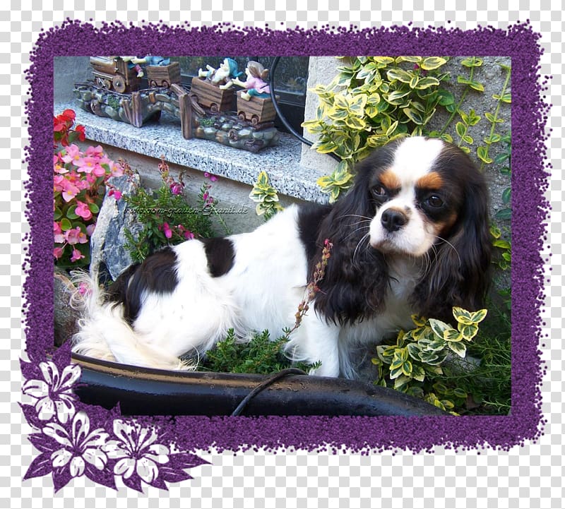 Cavalier King Charles Spaniel Dog breed Companion dog, rainbowbridge transparent background PNG clipart