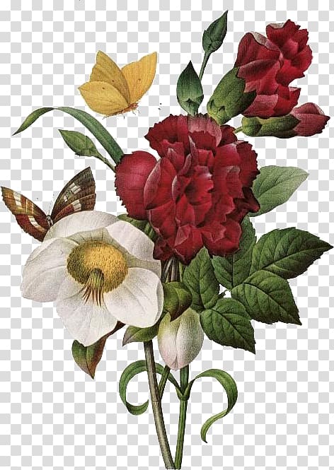 The Most Beautiful Flowers A Redouté Treasury: 468 Watercolours from Les Liliacées of Pierre-Joseph Redouté Pierre-Joseph Redouté (1759-1840) Roses, Flowers transparent background PNG clipart