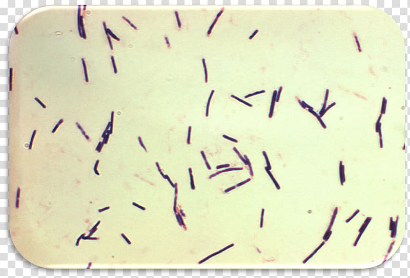 Clostridium perfringens Food poisoning Bacteria Clostridium botulinum Clostridium difficile, Clostridium Tetani transparent background PNG clipart