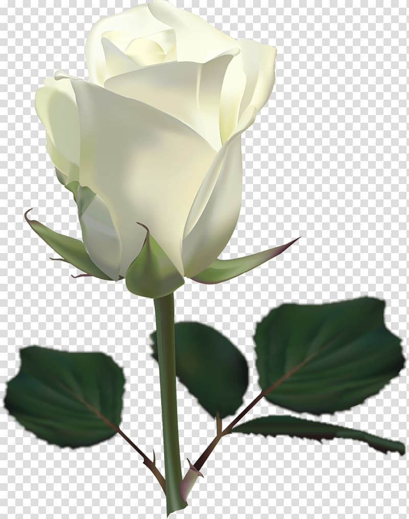 Rose White , White Rose Flower White Rose transparent background PNG clipart