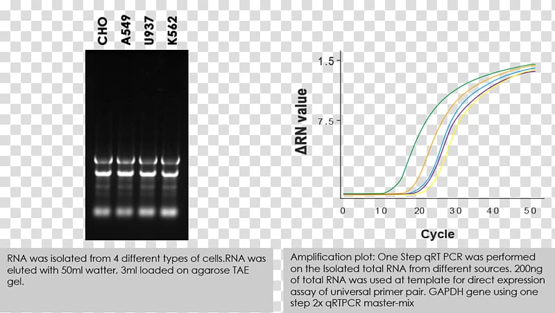 RNA extraction Cell isolation Polymerase, others transparent background PNG clipart