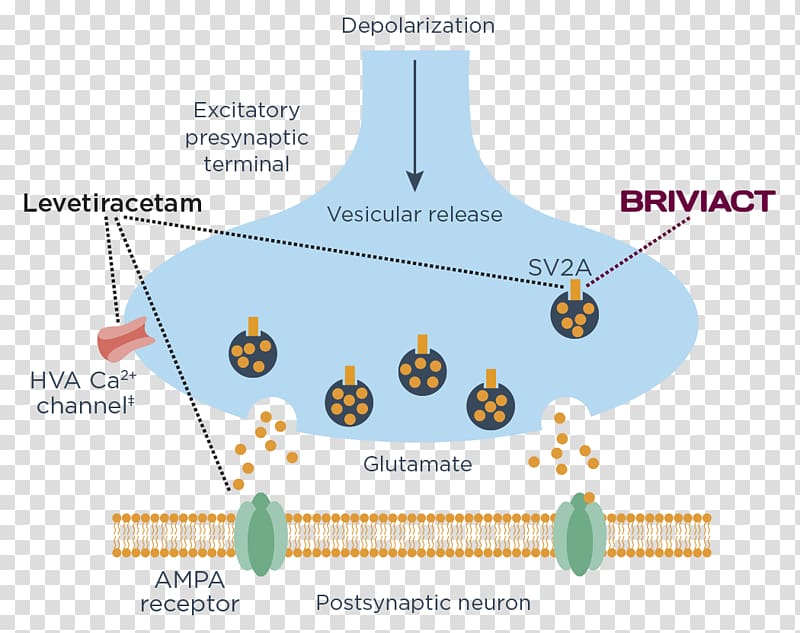 Levetiracetam Brivaracetam SV2A Mechanism of action Epilepsy, Levetiracetam transparent background PNG clipart