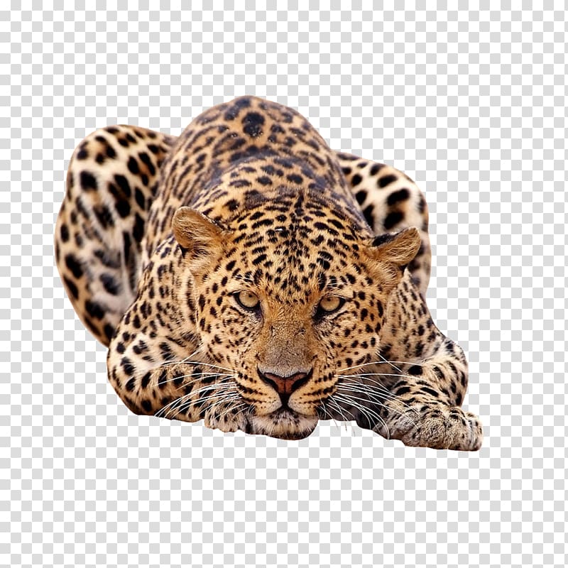 leopard transparent background PNG clipart