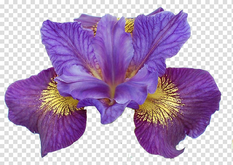 Iris sibirica Iris ser. Sibiricae Flower Rainbow Plant, iris transparent background PNG clipart