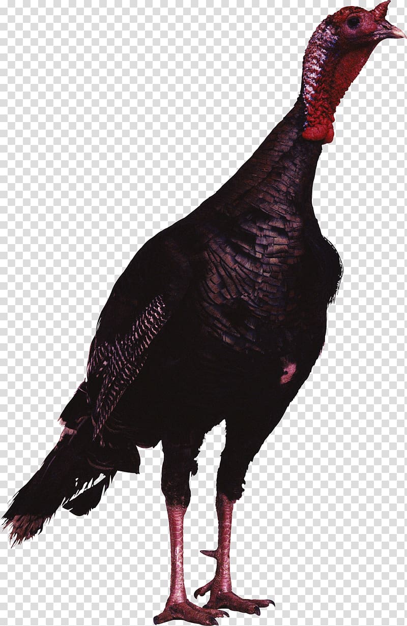 Turkey Desktop Bird , Thanks Giving transparent background PNG clipart