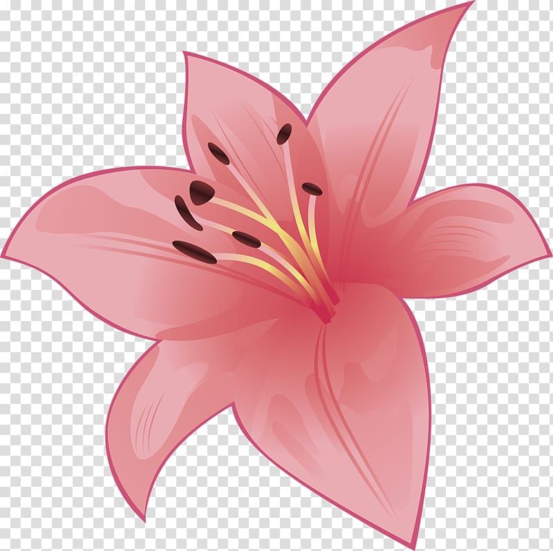 Cut flowers Liliaceae Plant Lilium, lilly transparent background PNG clipart