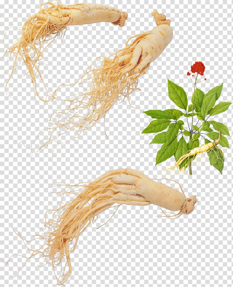 ginseng transparent background PNG clipart