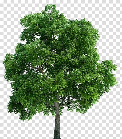 Architectural rendering 3D computer graphics Plant Tree Architecture, plant transparent background PNG clipart