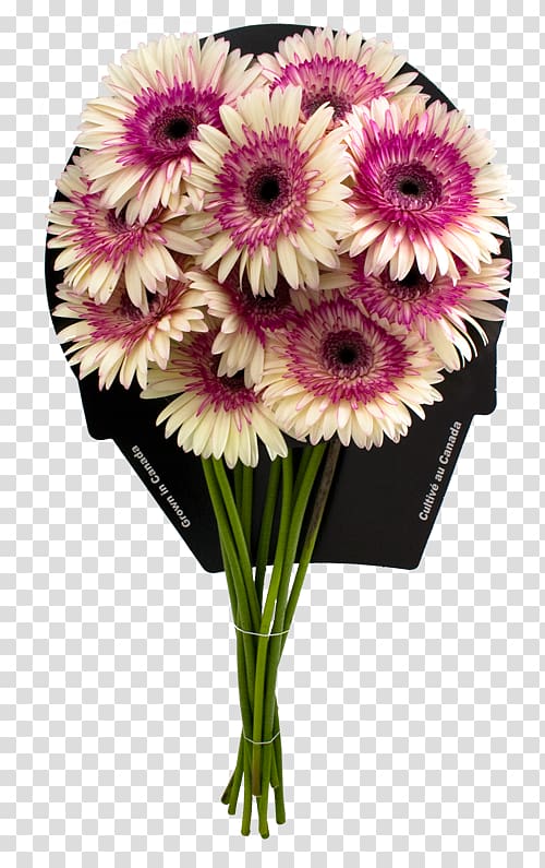 Transvaal daisy Floral design Cut flowers Flower bouquet, flower transparent background PNG clipart