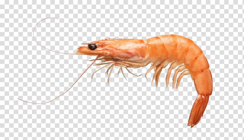 Whiteleg shrimp Giant tiger prawn , Shrimp transparent background PNG clipart