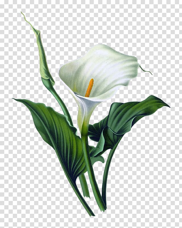 calla lily illustration, Arum-lily Lilium Art Watercolor painting, flower transparent background PNG clipart
