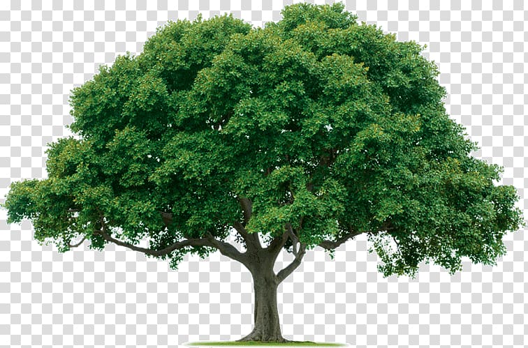 Evergreen Tree care Arborist Forest, Small tree transparent background PNG clipart