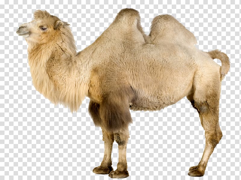 Wild Bactrian camel Dromedary Domestication, camel background transparent background PNG clipart