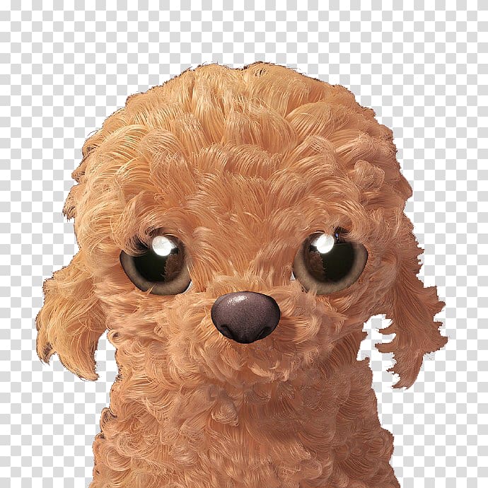 Toy Poodle Miniature Poodle Puppy Dog breed, Brown puppy transparent background PNG clipart