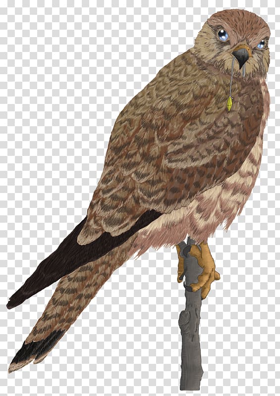 Guild Wars 2 Drawing Falcon Hawk Art, Hawk transparent background PNG clipart