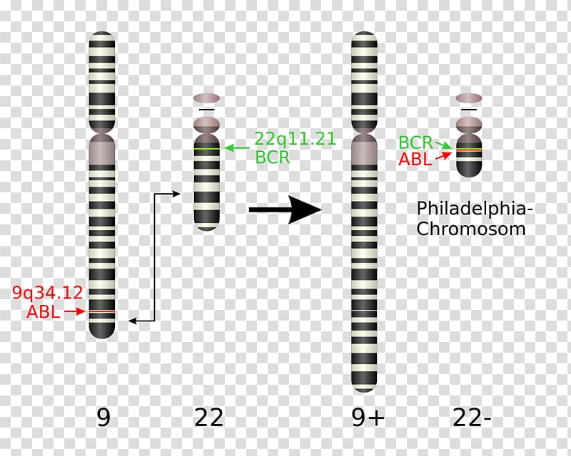 Philadelphia chromosome Chromosomal translocation Chronic myelogenous leukemia Chromosome abnormality, chromosome transparent background PNG clipart