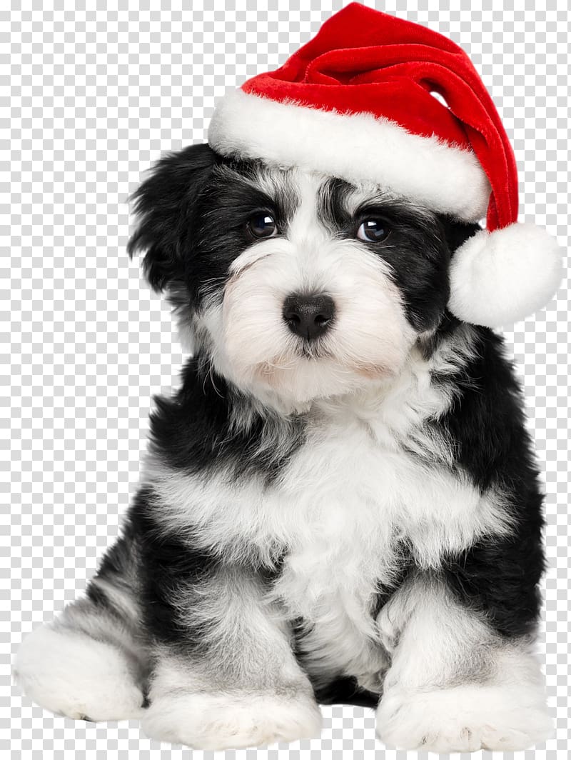Havanese dog Puppy Santa Claus French Bulldog, puppy transparent background PNG clipart