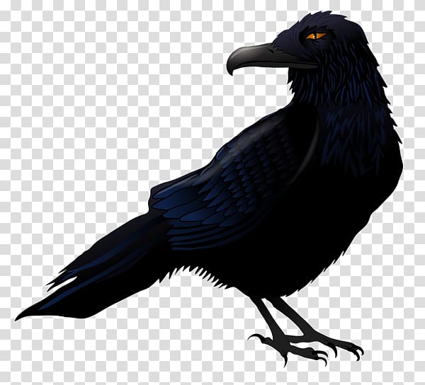 Common raven Bird , Creative Halloween Crow transparent background PNG clipart