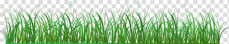Vetiver Sweet Grass Green Euclidean Pasture, Green grass transparent background PNG clipart